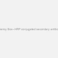 Efficiency Box--HRP conjugated secondary antibodies